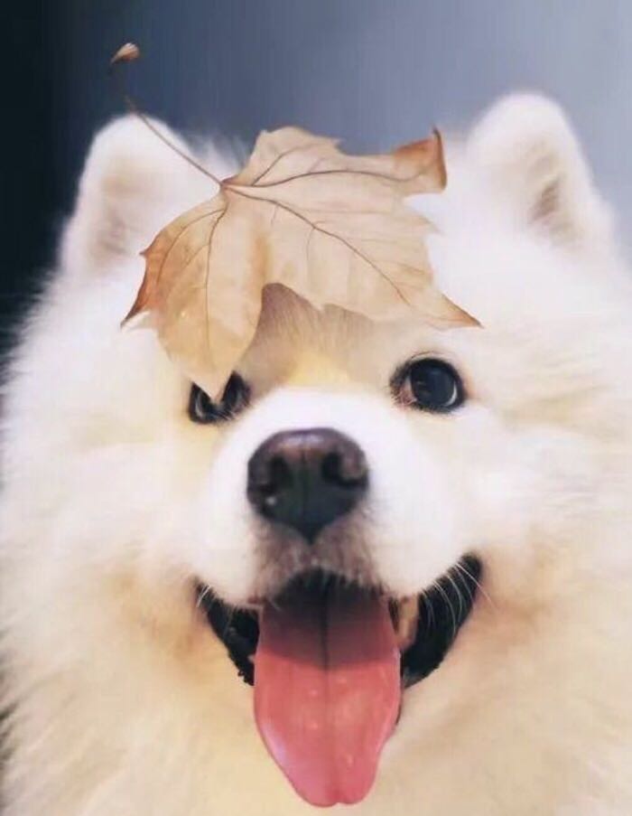 天使狗的微笑的个人空间