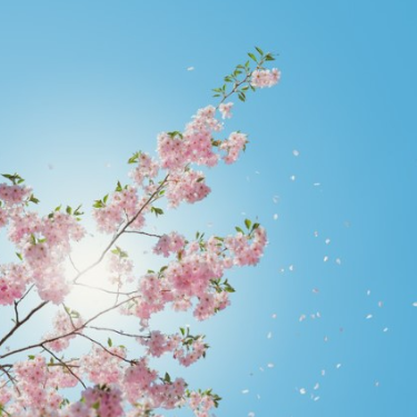 夏に花が散る 羽肿钢琴谱